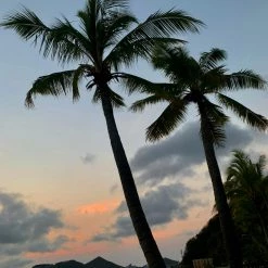 Boss JIA [Premium Selected] My Favorite Season Floral Mini Dress